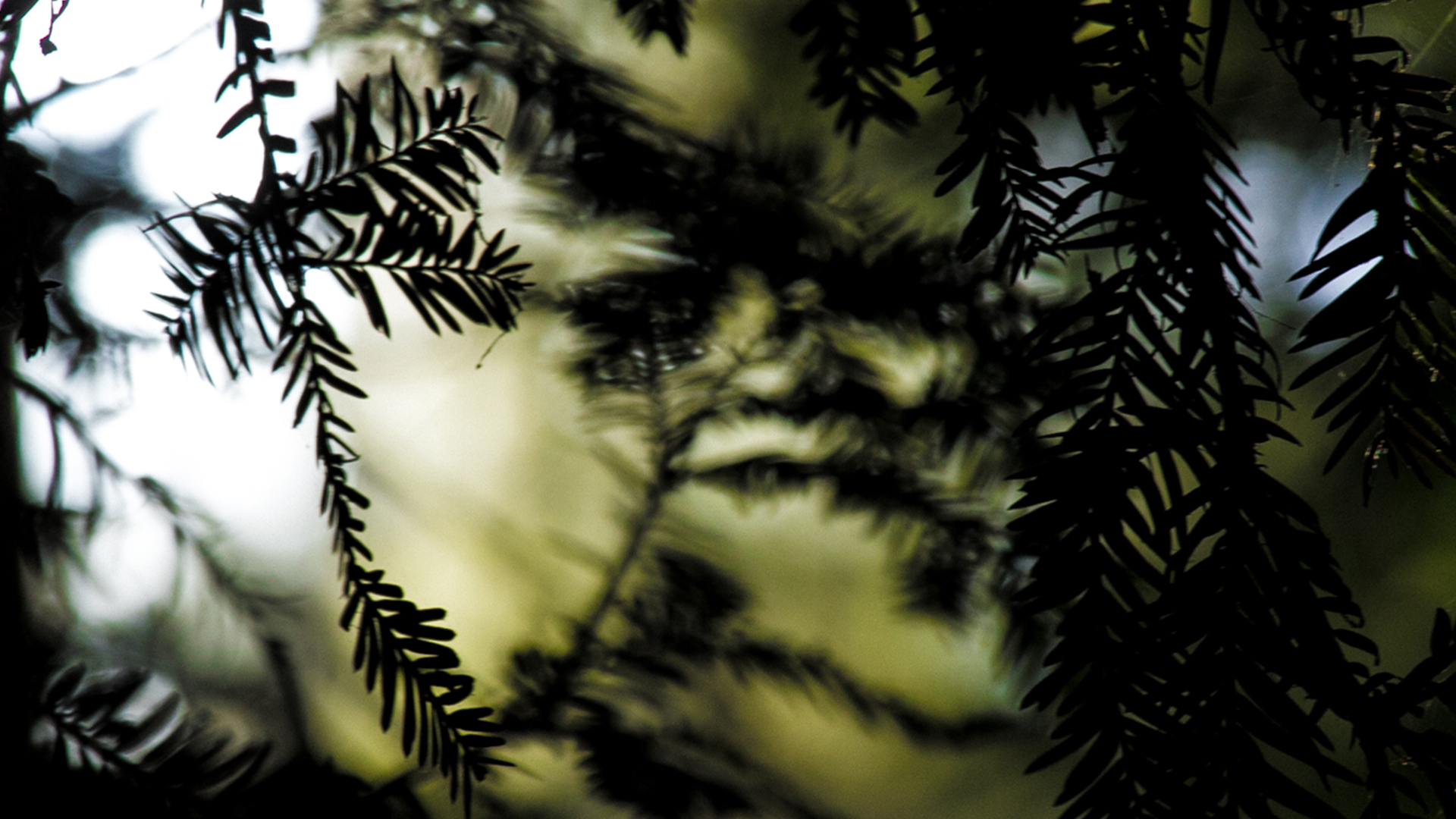 sequoia fronds sway 