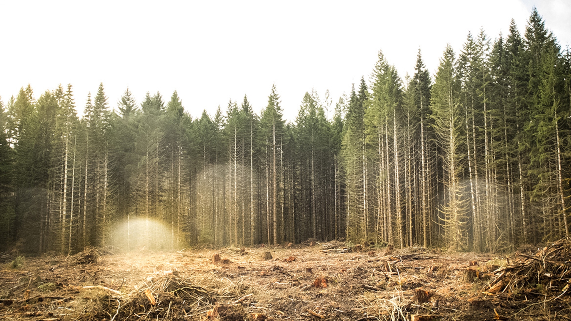 the effects of clearcutting lumber seen from a distance