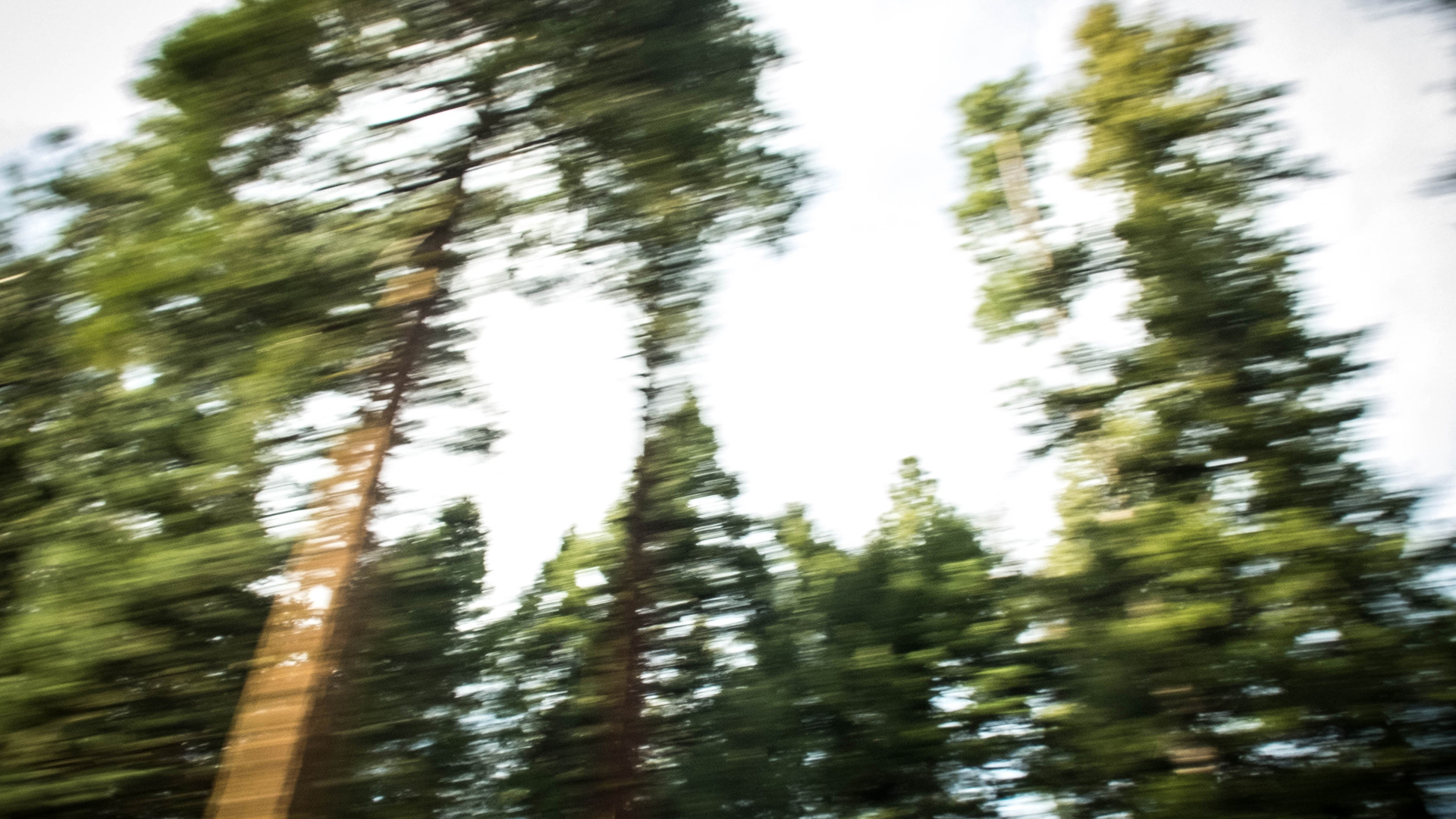  a blur of trees as seen from a moving car