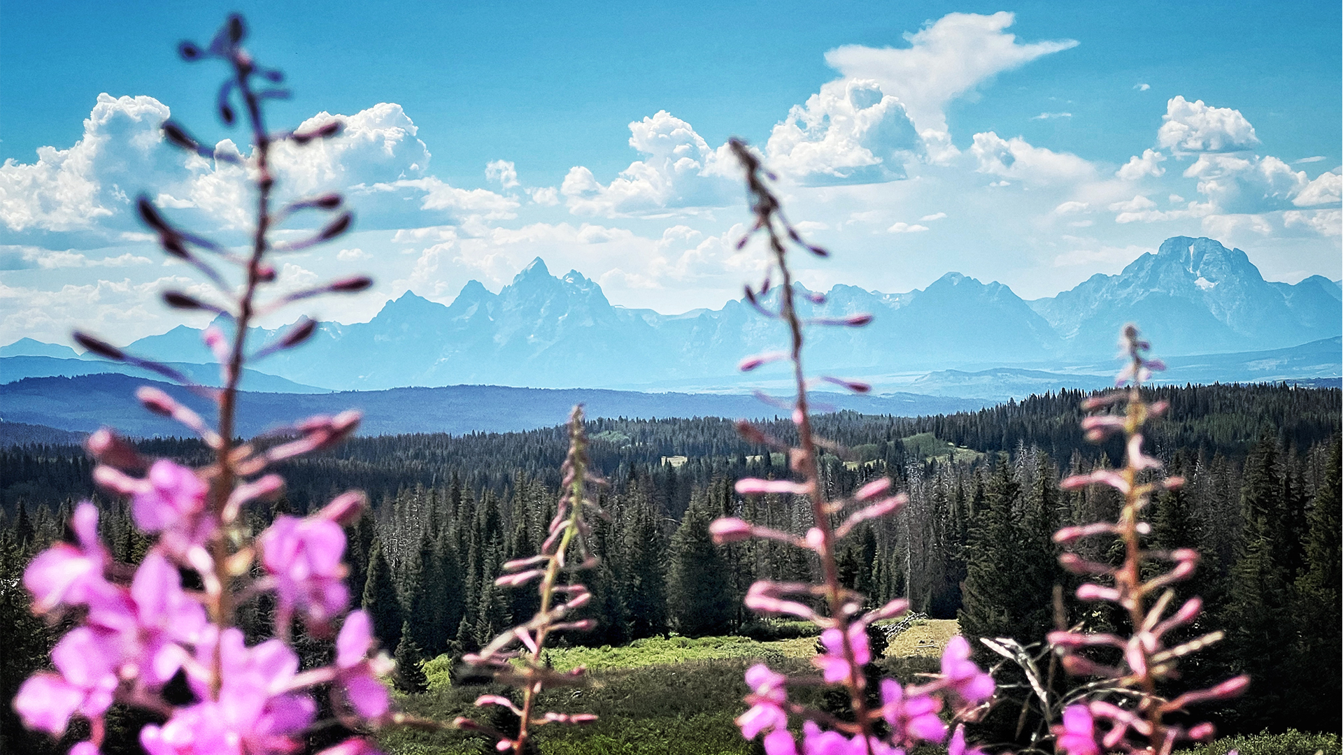purple flowers bloom with grand teton in the distance