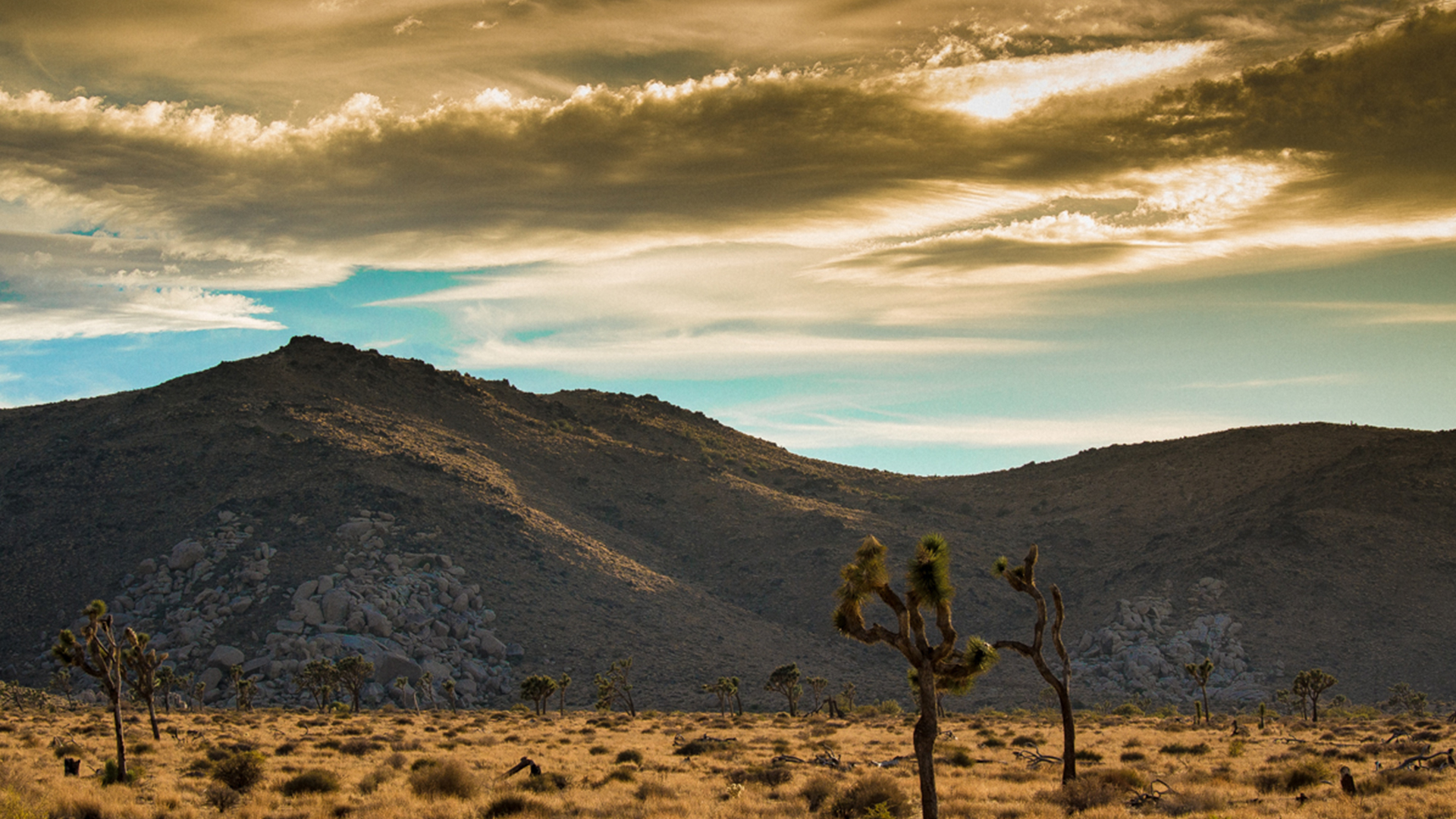 a pair of joshua trees standing in a desertscape