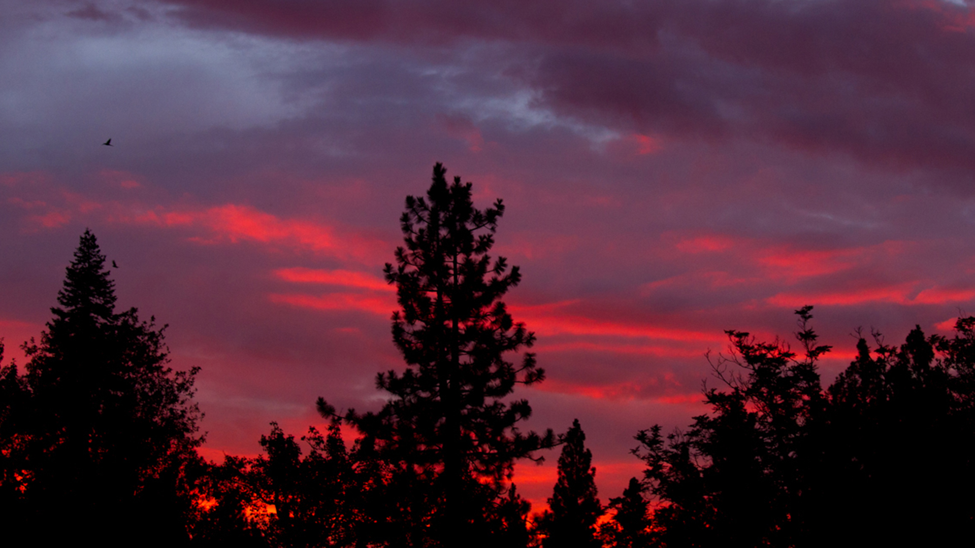  a bright purple and deep orange skyline, sillouetted trees and a lone bird